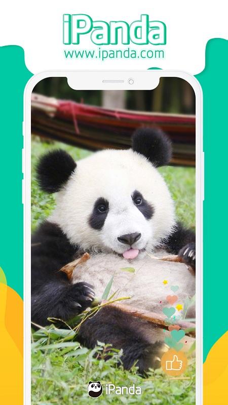 ipanda客户端下载,ipanda,直播app,视频app